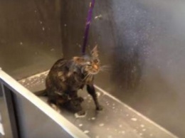 Сеть поразило видео кота, который умолял своих хозяев больше его не мыть (ВИДЕО)