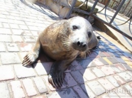 Таможня не пропускает в сафари-парк «Тайган» бассейн для тюленей, – Зубков