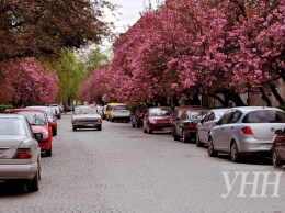 Сакуры начали массово цвести в Ужгороде