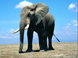 Ученые: Слоны оказались умнее, чем считалось ранее