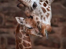 В британском зоопарке появился на свет детеныш самого редкого подвида жирафа - жираф Ротшильда