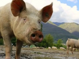 Smithfield Foods изучит возможность пересадки свиных органов человеку