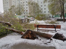 В Запорожье на Бабурке упавшими деревьями привалило 6 машин