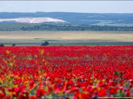 Цветущие поля: где и когда искать в Крыму тюльпаны и маки для восхитительных фото