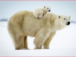 Ошейники для арктических белых медведей помогут отследить их миграцию - Ученые