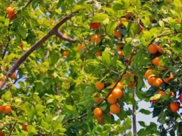 Из-за непогоды запорожцы рискуют остаться без абрикос и персиков