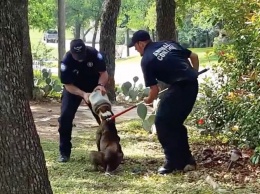 В Техасе собаку спасли от пластиковой банки
