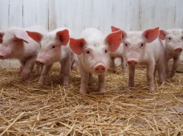 Под Оржицей в поле обнаружили трупы свиней (видео)