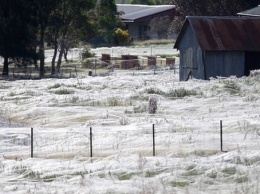 Поле в Новой Зеландии накрыло гигантской паутиной