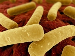 Ученые: Устойчивые бактерии распространяются через нашу пищу