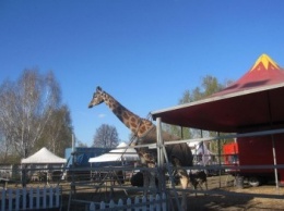 В Конотопе дрессировщик цирка упал с 6-ти метрового жирафа