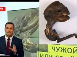 Daily Express: Ученые в замешательстве из-за странного существа, обнаруженного в России
