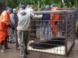 Эвакуированная из зоопарка Уссурийска медведица погибла