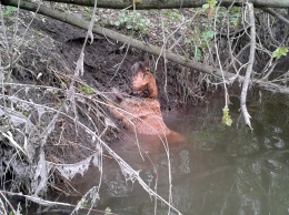 На Луганщине сотрудники МЧС спасли собаку, которая запуталась в водорослях в реке