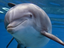Ученые изучили секс дельфинов