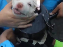 В Таиланде «талантливый» щенок залез в выхлопную трубу. Выручали спасатели