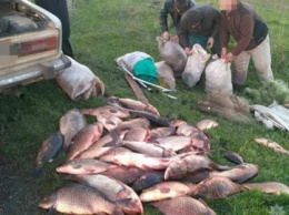 На Днепропетровщине браконьеры выловили из пруда 150 кг икорной рыбы