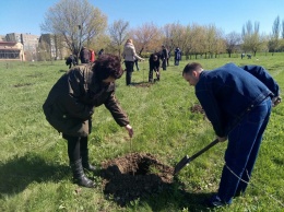 Алчевск: местные "власти" похвастались вишневым садом