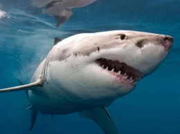 В Новой Зеландии акула едва не откусила туристке ногу