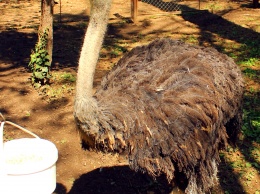 В Симферопольском зооуголке поселился страус Петя