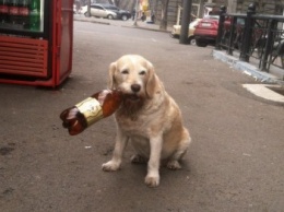 Удивительный пес в центре Одессы складывает бутылки в мусорные баки (ФОТО)