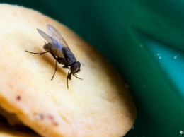 Вот что НА САМОМ ДЕЛЕ происходит с вашей едой, когда на нее садится муха!