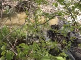 Прорвало: отдыхающие в Каховском водохранилище плавают в фекалиях (Видео)