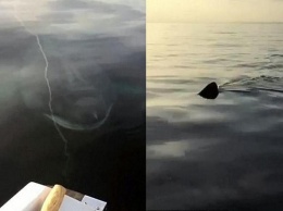 Просто любопытная: в Англии отец и сын, вышедшие в море на лодке, познакомились с почти 8-метровой акулой