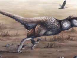 В Китае ученые нашли пернатого динозавра