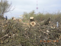 Столичный застройщик вырубывает вековые деревья на Хоревице (фото)