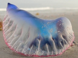 Вам тоже эта медуза кажется сказочно красивой? Держитесь подальше, она может парализовать!
