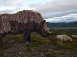 Ученые из Якутии начали исследования ископаемого шерстистого носорога