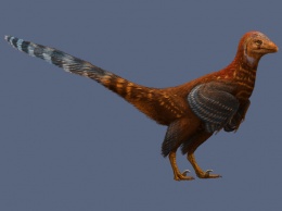Обнаружен новый вид динозавров с ассиметричными перьями