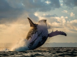 Сражение горбатого кита с косатками за жизнь детеныша сняли на видео
