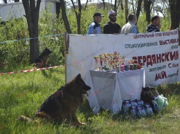 В Бердянске прошел смотр племенных собак