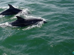 В Тузловских лиманах появились афалины. Директор природного парка призвал бойкотировать дельфинарии