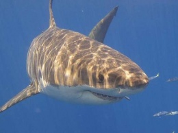 Ученые: Убийство акул может разрушить экосистему