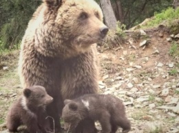 В Нацпарке "Синевир" впервые родились двое медвежат