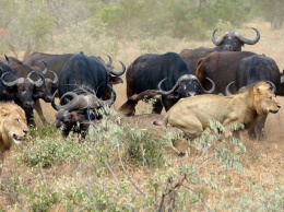 Стадо буйволов отбило своего собрата, которым решила пообедать пара львов