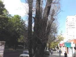 В Днепре деревья засохли после обрезки «Зеленстроя»