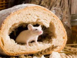Житель Днепропетровщины обнаружил в хлебе мышь