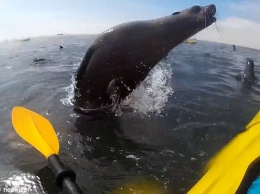 «Воздушный поцелуй»: выпрыгнувший из воды тюлень столкнулся с байдарочницей