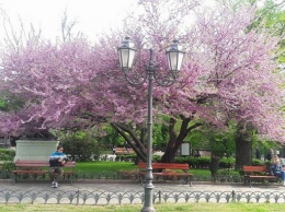 Немыслимое чудо: в Одессе цветет багряное Иудино дерево