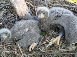 В РЛП «Кинбурнская коса» ищут волонтеров для охраны гнезда орлана-белохвоста