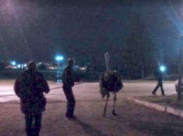 Ловля страусов на улицах Днепра: подробности