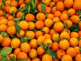 Ученые разработали препарат для защиты апельсинов от вирусов