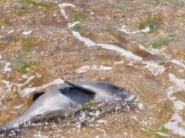 В Черноморке спасали зубатого кита: телефоны помощи морским млекопитающим (фото)
