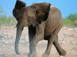 В Зимбабве слон раздавил охотника, стрелявшего в его собратьев