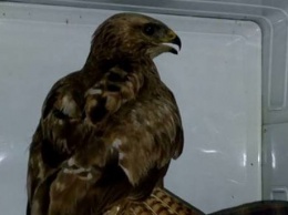 В киевском парке хищную птицу спасли от стаи ворон