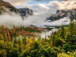 В США леса начали двигаться из-за изменения климата
